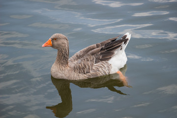 Fototapeta premium Goose swimming in a lake