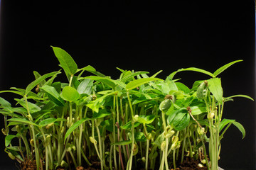 Legume shoots. Mung beans sprouting