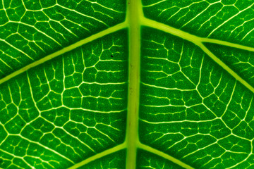 Close up Green leaf full color and a bit soft focus.