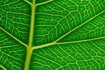 Close up Green leaf full color and a bit soft focus.