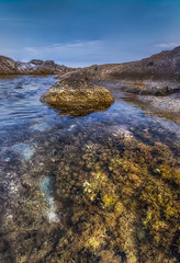 Yellowish flora of the mediterranean sea in a rocky coast with calm waters & blue sky in Playa de Aro, Spain