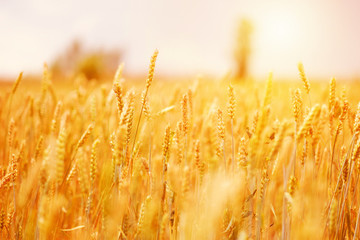 mature ears of wheat in field