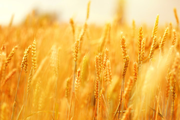 mature ears of wheat in field