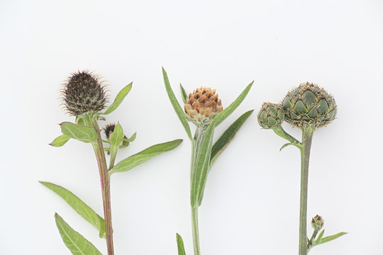 From left to right: Wig Knapweed (Centaurea phrygia), Brown-rayed Knapweed (Centaurea jacea) and far right Greater Knapwed (Centaurea scabiosa)