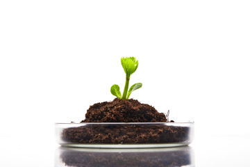 Model plant in a research lab