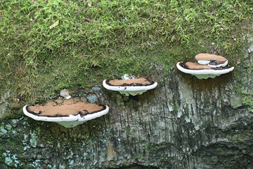 Ganoderma applanatum, known as the artist's bracket, artist's conk or bear bread, a bracket fungus from Finland - obrazy, fototapety, plakaty