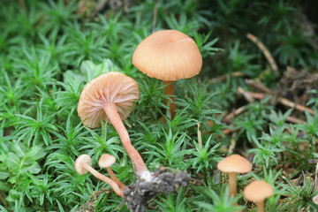 Laccaria laccata, commonly known as the deceiver, or waxy laccaria, wild mushroom from Finland