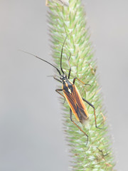 Leptopterna dolabrata (Miris dolabratus), commonly known as the meadow plant bug