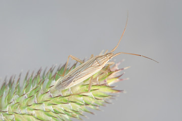 Stenodema calcaratum, a species of elongate grass bugs