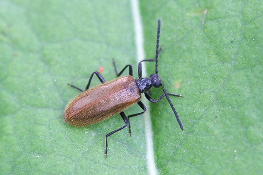 Lagria hirta, known as the Rough-Haired Lagria Beetle or Darkling beetle