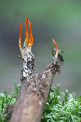 Calocera viscosa, a jelly fungus known as the yellow stagshorn