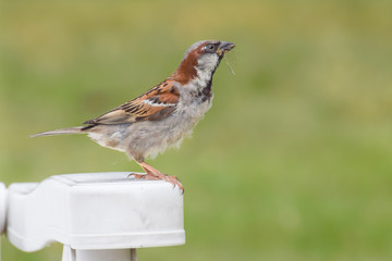 Sparrow in the garden