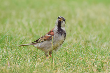 Sparrow in the garden