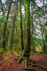 Mossy Trees at Silver Falls State Park