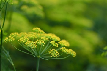 Blurred floral background of dill umbrellas. A flowering garden plant. Fennel. Selective focus. Healthy food, summer, harvest concept.   