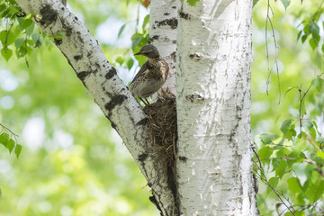 Fototapeta premium bird and song thrush chicks