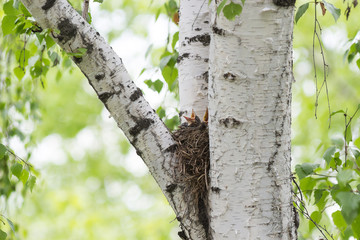 Song Thrush nestlings in the nest