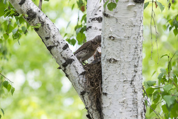 bird and song thrush chicks