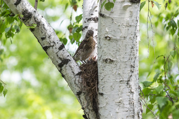 Obraz premium bird and song thrush chicks