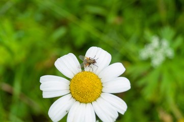 Obraz premium daisy in the grass