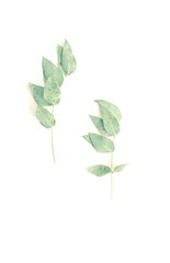 green eucalyptus leaves on white background top view. floral card minimal concept. copy space. flat lay