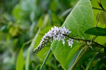 高原の夏、オカトラノオの白い花が咲く