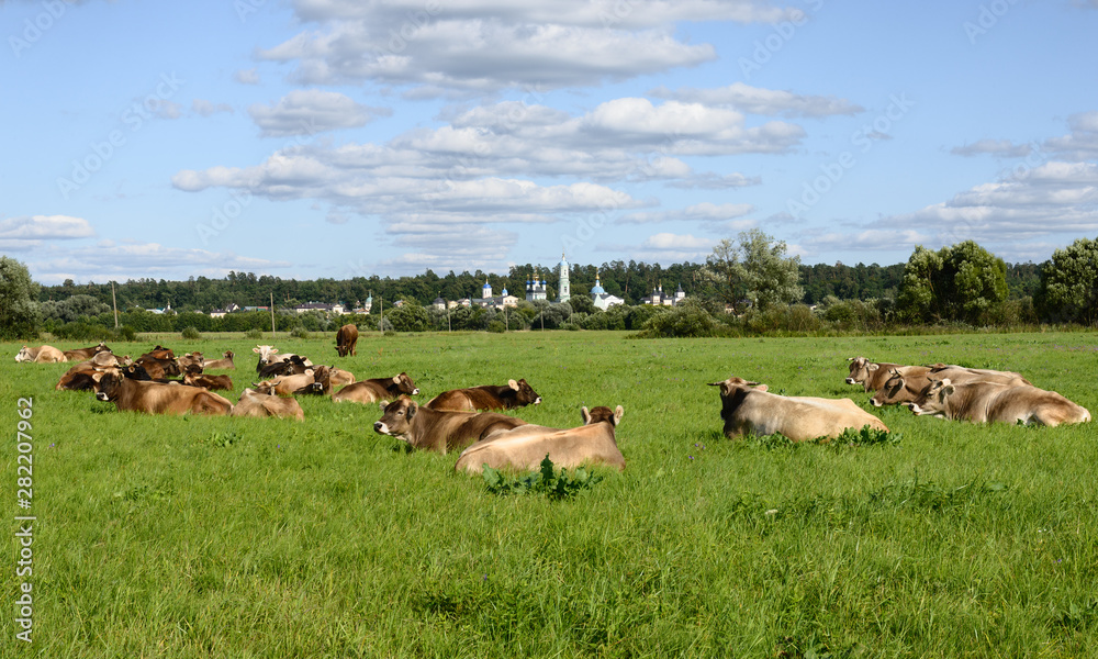 Wall mural herd of cows grazing in a meadow opposite optina desert in kaluga region, russia