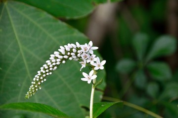高原の夏、オカトラノオの白い花が咲く