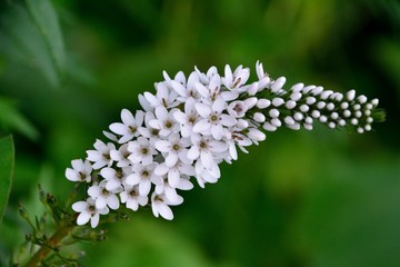 高原の夏、オカトラノオの白い花が咲く