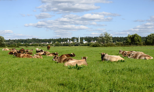 Herd of cows grazing in a meadow opposite Optina Desert in Kaluga region, Russia