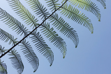 close up of fern leaves for background