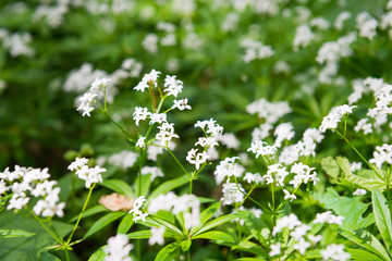 White wild flowers texture in a park with green grass