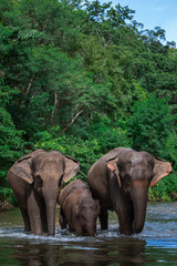 Obraz premium Elephant family in water, Family of elephants with young one in forest with the river.