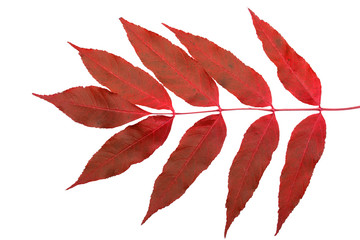 Red leaf isolated on white background. Save work path