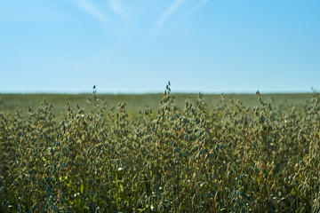 field with green ears of oats against the blue sky on a Sunny day, agriculture