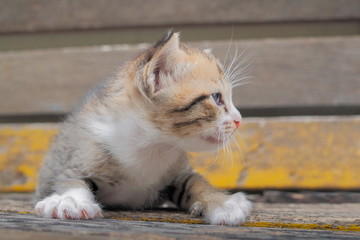 Portrait side face of cute small kitten age 21 days resting on wood chair.