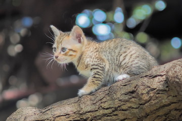 Portrait a cute grey kitten age 21 days resting on branch with nature blurred background.