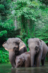 Elephant family in water, Family of elephants with young one in forest with the river.