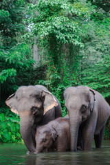 Fototapeta premium Elephant family in water, Family of elephants with young one in forest with the river.