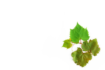 natural green autumn grape leaves on white background