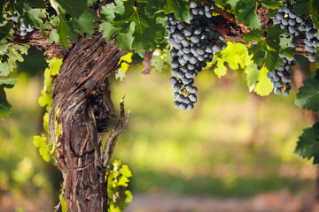 Wine grapes on a beautiful old grapevine with colorful vineyard backlighting and copy space.