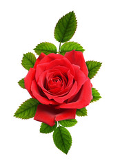 Red rose flower and green leaves in a floral arrangement