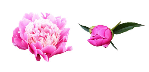 Set of pink peony flower and bud