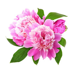 Pink peony flowers and bud in a floral arrangement