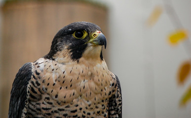 Hawk in falconry centre