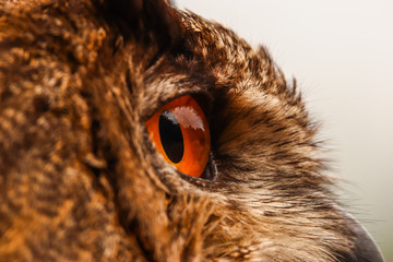 Close up of the orange eye of the European Eagle owl