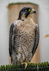 Hawk in falconry centre