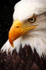American Bald Eagle detailed close up of her head and beak in the rain, national bird of the United States of America