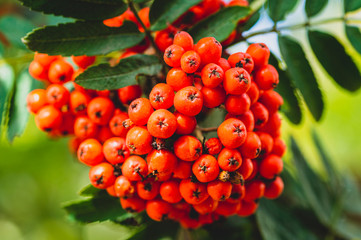 Fototapeta premium Rowan berries close-up, toned image, selective focusing