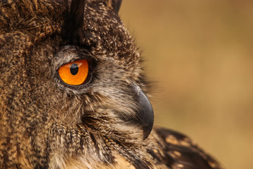 The beautiful orange eye of an European Eagle owl gazing in the distance